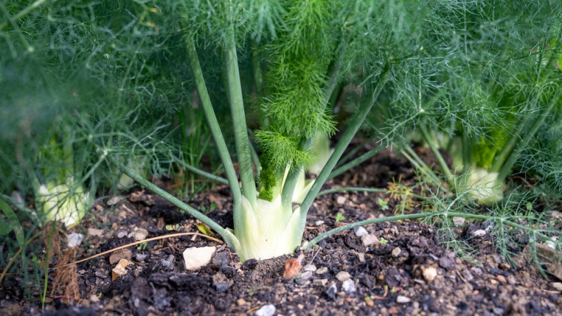 Quand et comment planter du fenouil ?