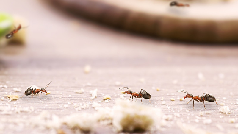 Comment éviter la présence de fourmis dans la maison ?