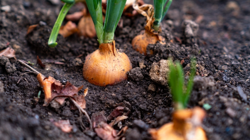 Que semer ou planter en janvier au potager ?