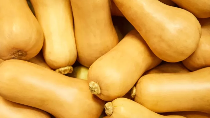 Quand et comment planter la courge butternut ?