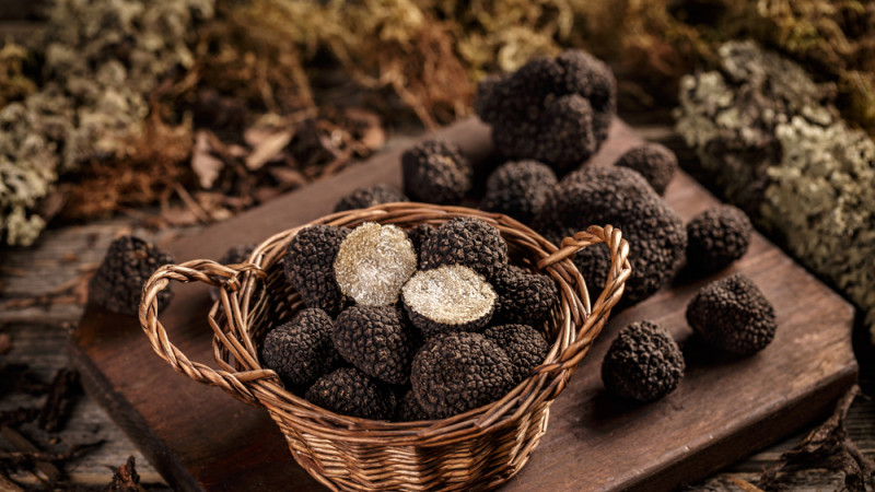 La truffe : tout savoir sur ce champignon star des fêtes