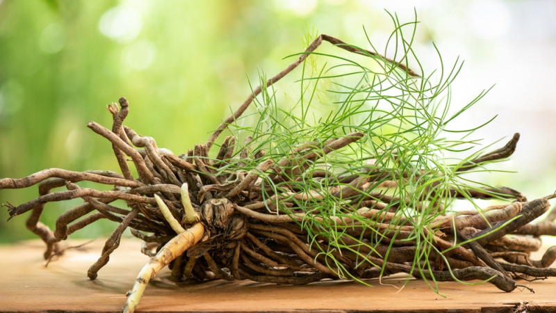 Les bienfaits du Shatavari : une plante adaptogène pour le bien-être des femmes et plus