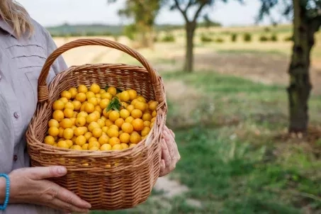 La mirabelle est-elle calorique ?