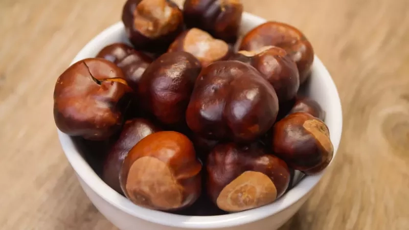 Les marrons : bienfaits, calories et utilisation en cuisine