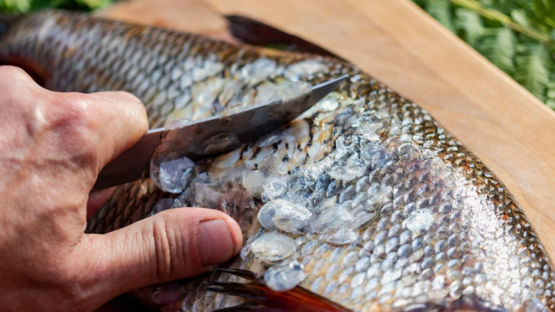 Comment bien écailler un poisson ?