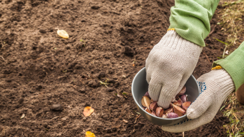 Que semer ou planter en novembre au potager ?