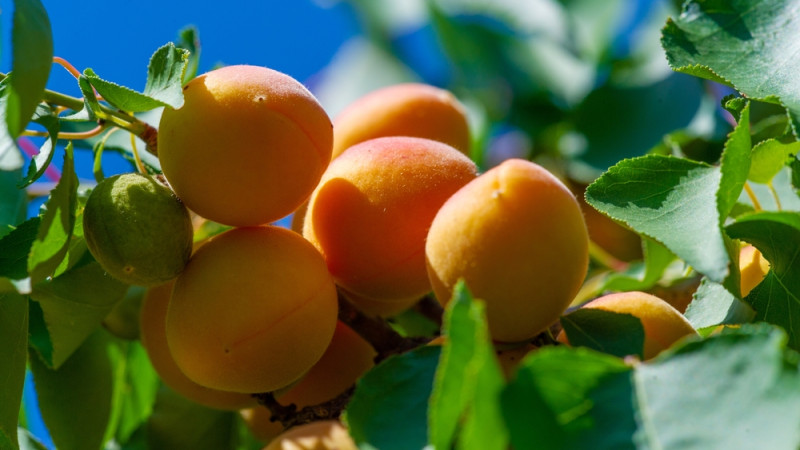 5 bonnes raisons de manger des abricots