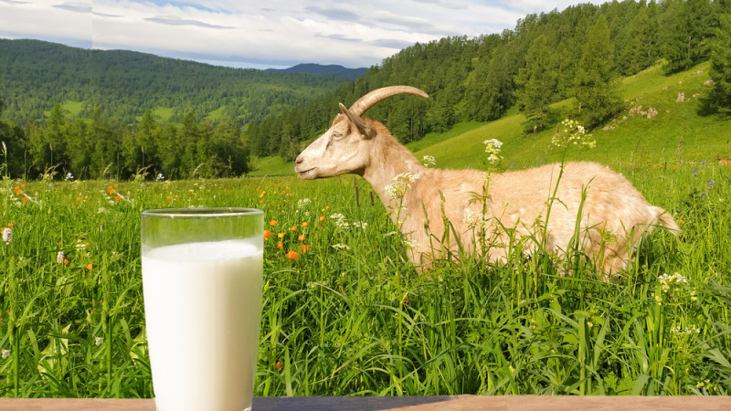 Les bienfaits du lait de chèvre