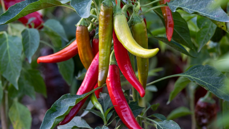 Les bienfaits du piment de Cayenne : un allié santé