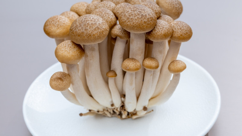 Les champignons Shimeji : bienfaits, calories et utilisation en cuisine