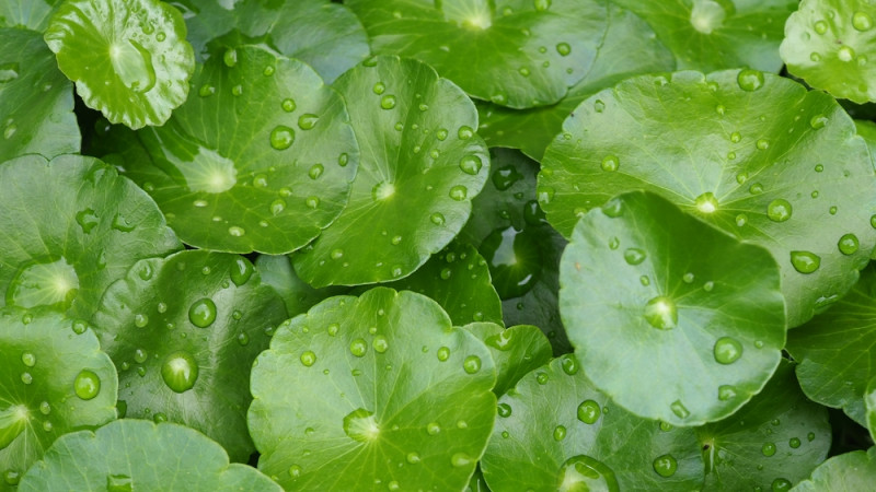 Les bienfaits du Gotu Kola : une plante aux multiples vertus pour la santé