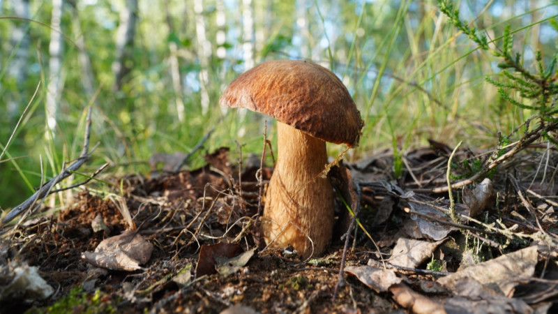 Quels champignons ramasser en forêt ?