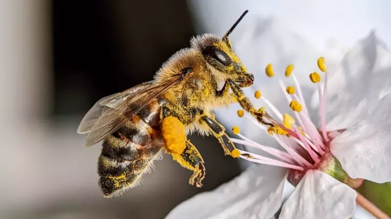 Comment reconnaître, prévenir et guérir une piqûre d'abeille ?