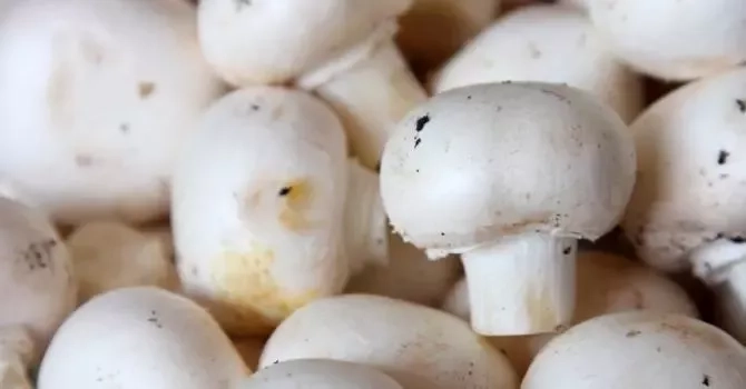 Comment savoir si un champignon est comestible ?