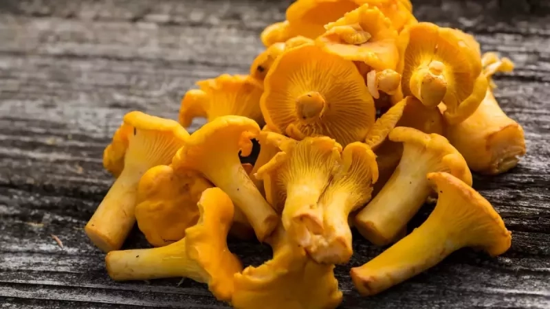 Les chanterelles : bienfaits, calories et utilisation en cuisine