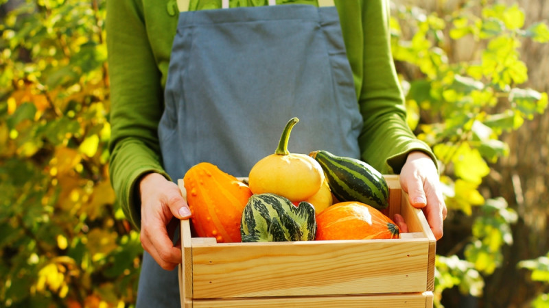 Que semer ou planter en octobre au potager ?