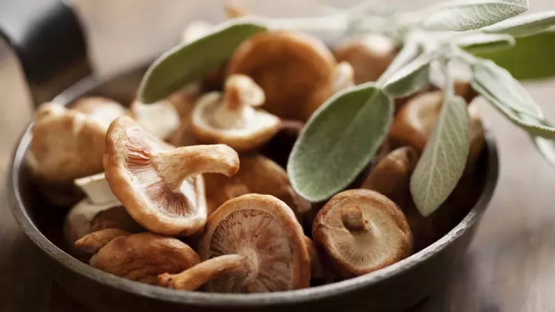 Quels sont les différents types de champignons ?