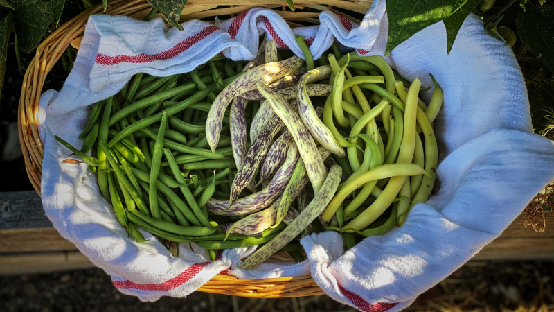 4 bienfaits des haricots verts pour prendre soin de votre santé 