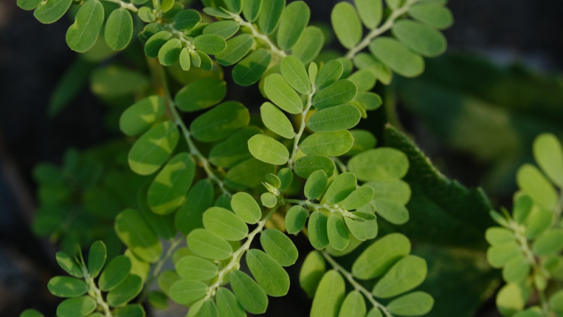 Le moringa : une plante aux bienfaits surprenants pour votre santé !