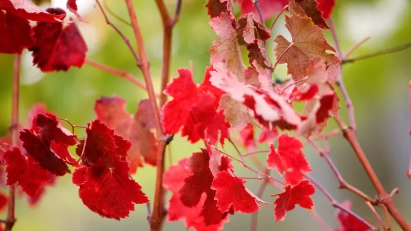 Les bienfaits de la vigne rouge