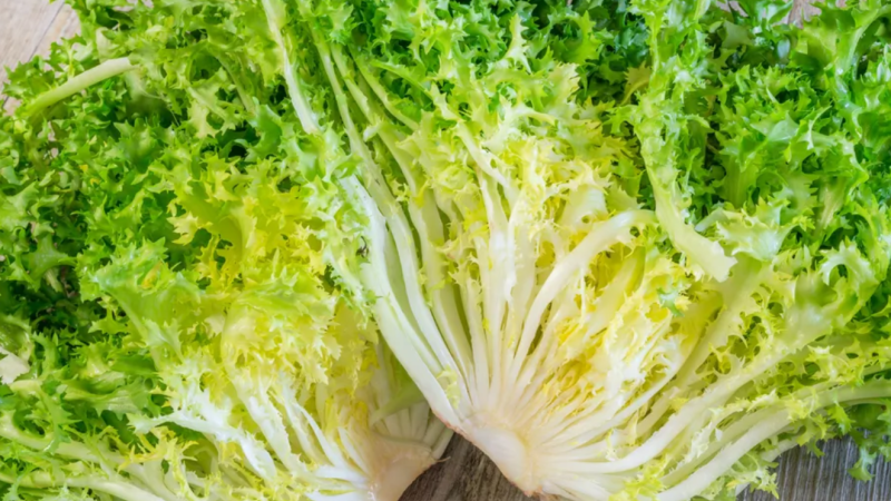 Les bienfaits de la frisée : une salade pleine de vertus