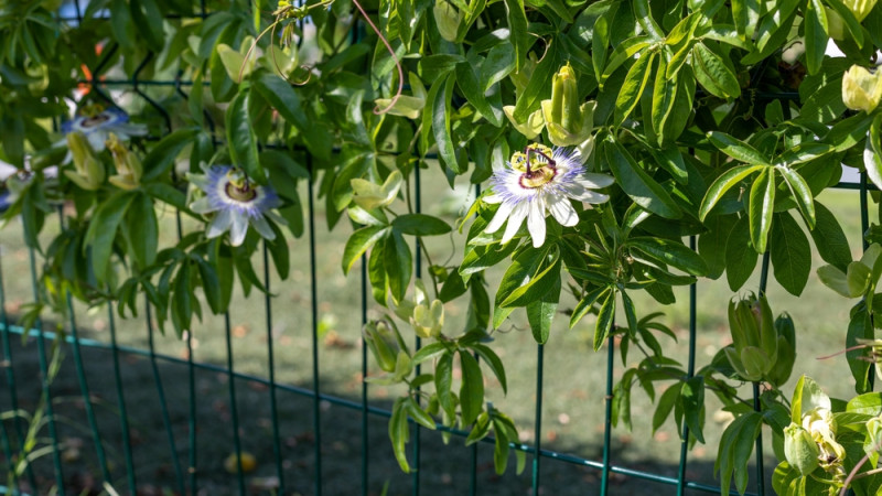 La passiflore : une plante aux multiples bienfaits pour votre santé