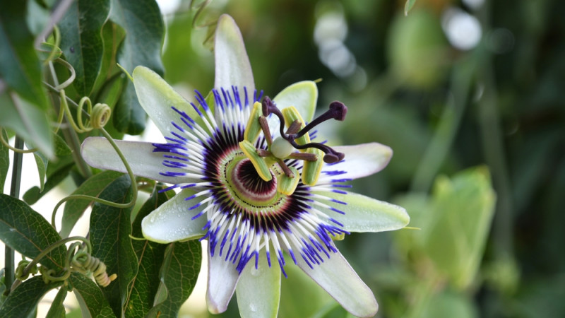 La passiflora fait-elle dormir ? 