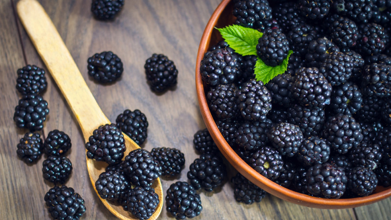 La mûre : guide complet sur ce petit fruit noir riche en saveur et en bienfaits