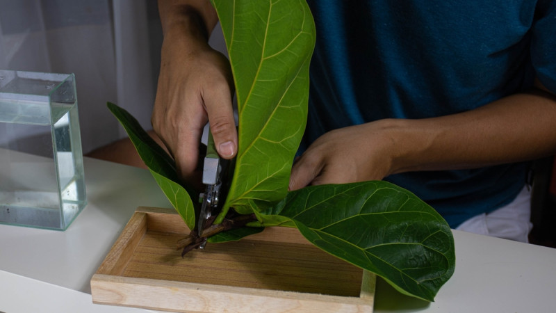 Comment utiliser les feuilles de figuier en cuisine ?