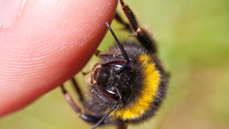 Comment soulager une piqûre d'abeille ?