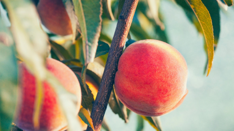 Les fruits de saison du mois de septembre