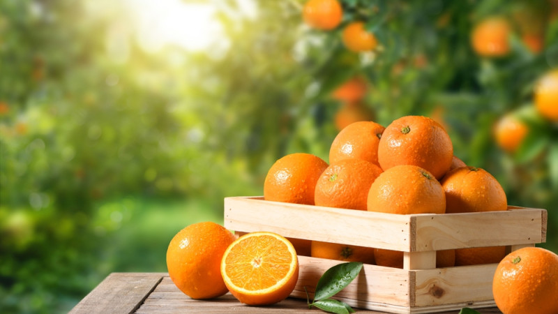 Tout savoir sur l'orange : un trésor de vitamines et bien plus encore