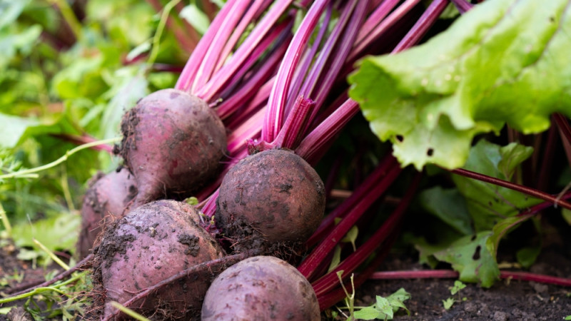 10 légumes qui font grossir : mythe ou réalité ?