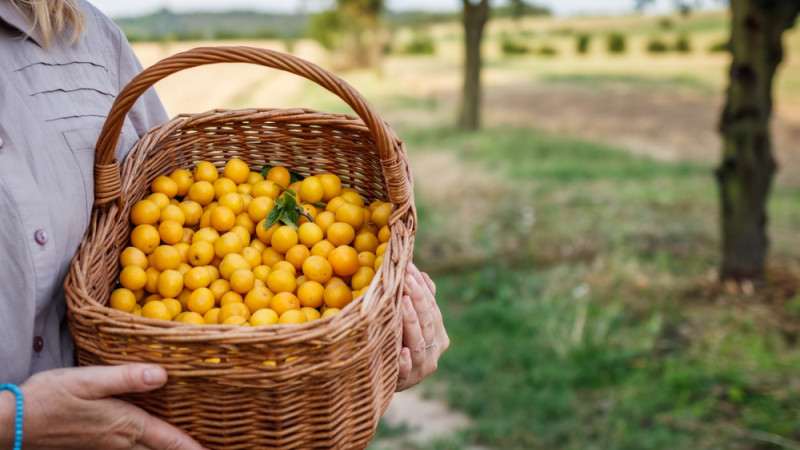 Les bienfaits de la mirabelle : une petite prune aux grandes vertus .