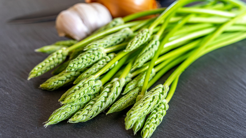 L'asperge sauvage : comment l'identifier et vérifier sa non-toxicité