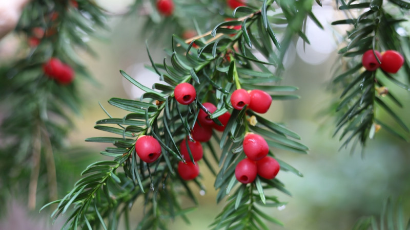 Les bienfaits de l'if, un arbre à connaître