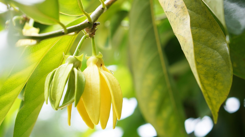 Comment utiliser les fleurs d'Ylang Ylang ?