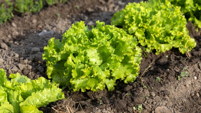 Les bienfaits de la batavia : une salade aux vertus insoupçonnées