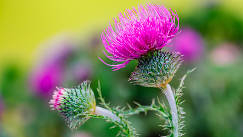 10 plantes anti-cancer