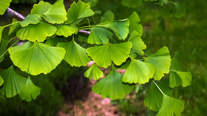 Les bienfaits du ginkgo biloba