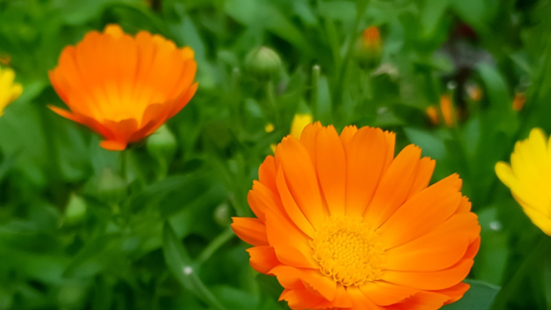 Les bienfaits de la calendula