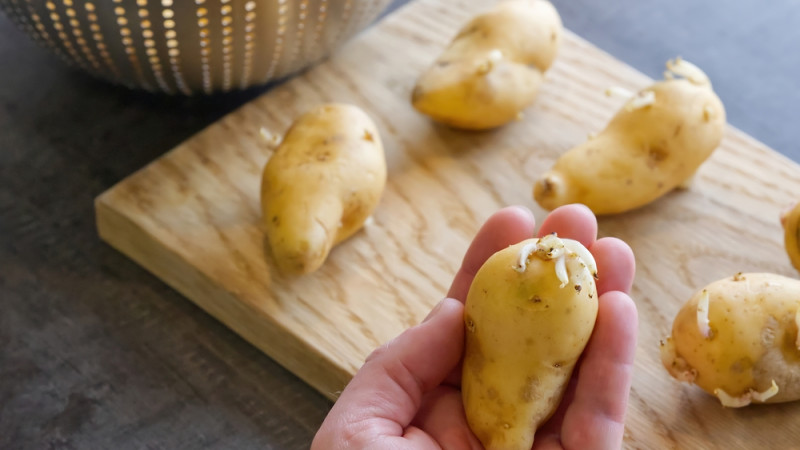 Comment utiliser des pommes de terre germées : astuces et précautions pour éviter le gaspillage