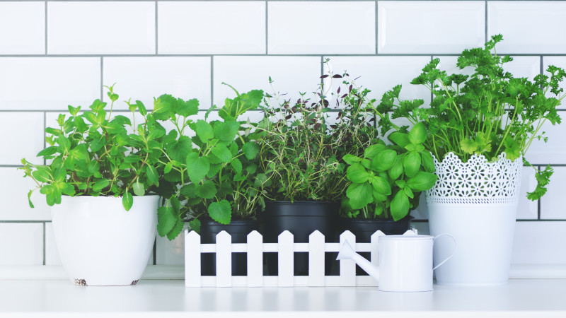 Mon mini-potager d'herbes aromatiques à la maison