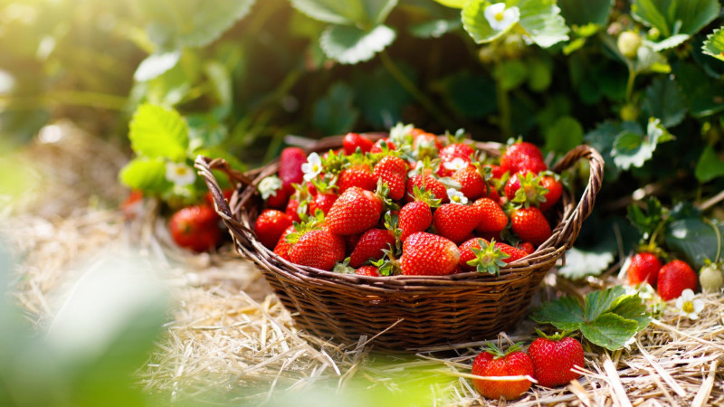 Les bienfaits des fraises