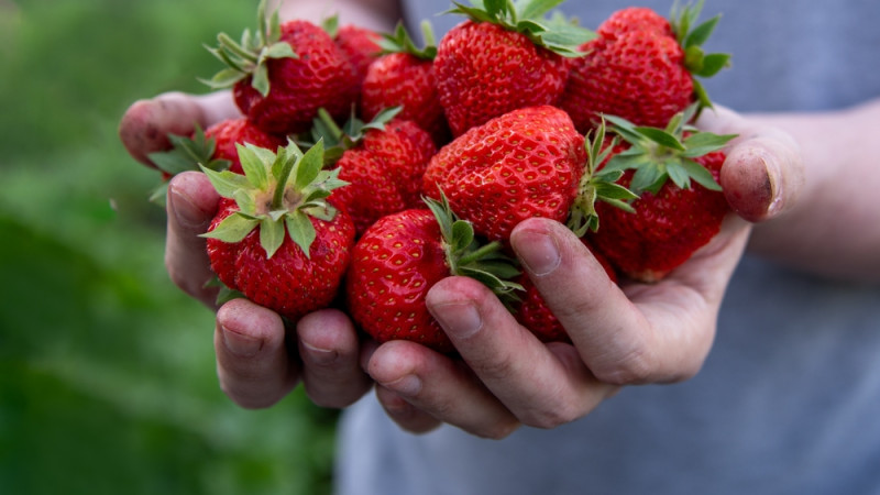 Est-ce que les fraises sont caloriques ?