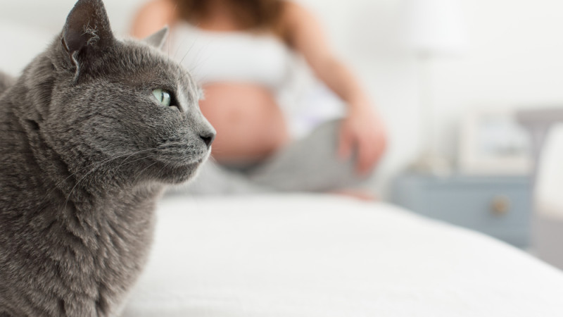 La toxoplasmose : Comprendre et prévenir cette infection