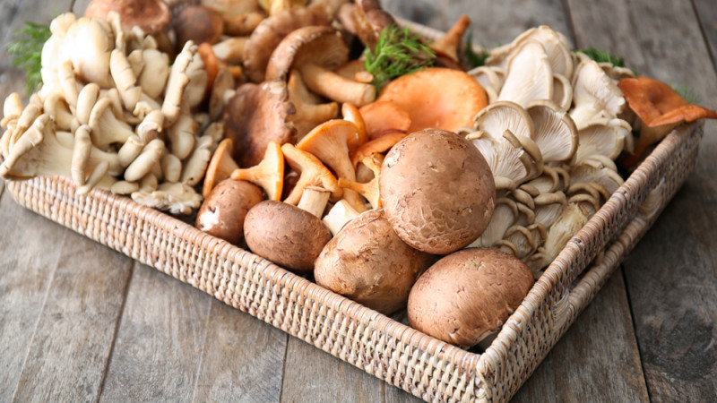 Les champignons : bienfaits, variétés et recettes gourmandes