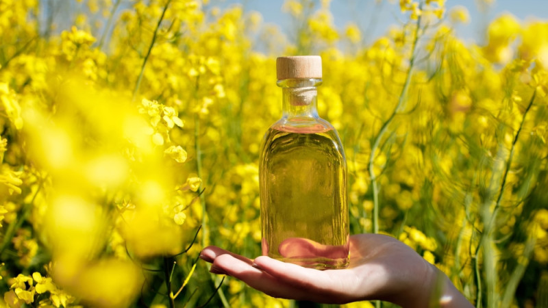 Quelles différences entre huile de colza et huile de canola ?