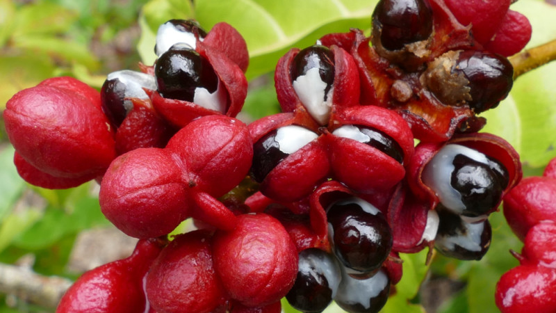 Les vertus du guarana : élixir d'énergie et de vitalité