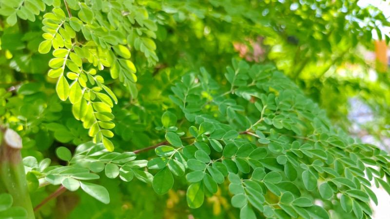 Les bienfaits du moringa